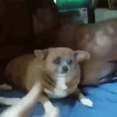 A Person Is Petting A Small Brown Dog On A Couch . GIF
