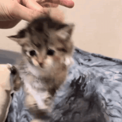 A Person Is Petting A Small Kitten On A Blanket . GIF