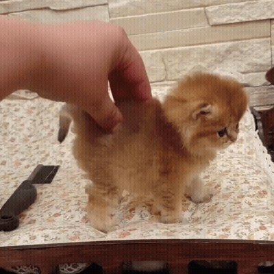 A Person Is Petting A Small Orange Kitten On A Table GIF