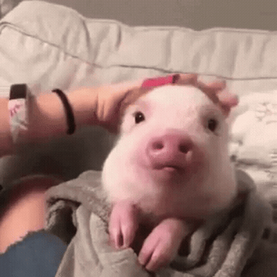 A Person Is Petting A Small Pink Pig On A Blanket On A Bed . GIF