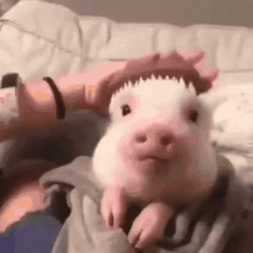 A Person Is Petting A Small Pink Pig Wearing A Hat . GIF