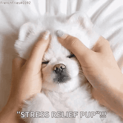 A Person Is Petting A Small White Dog 'S Head With The Words `` Stress Relief Pup '' . GIF