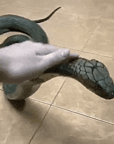 A Person Is Petting A Snake On The Floor With A White Glove . GIF