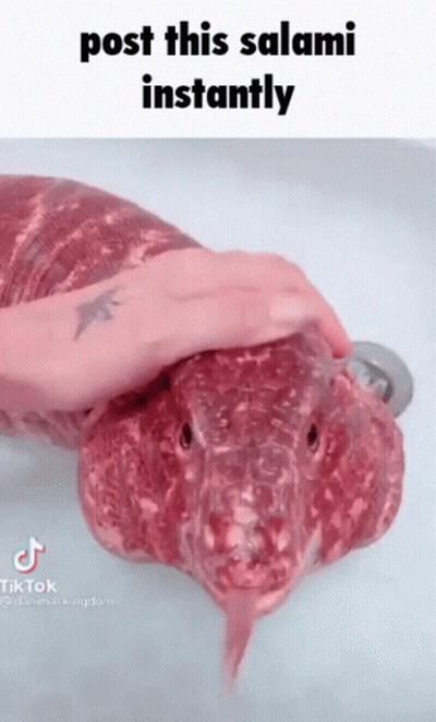 A Person Is Petting A Snake That Looks Like A Salami With Its Tongue Sticking Out . GIF