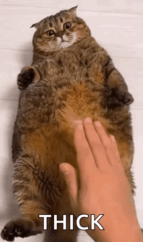 A Person Is Petting A Very Fat Cat 'S Belly . GIF