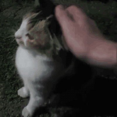 A Person Is Petting A White And Brown Cat On The Ground . GIF