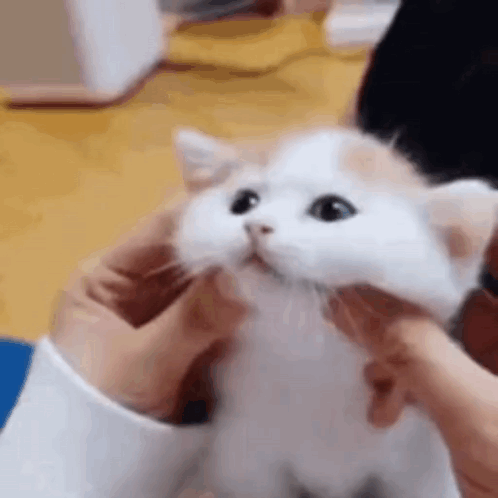 A Person Is Petting A White And Brown Kitten With Their Hands . GIF