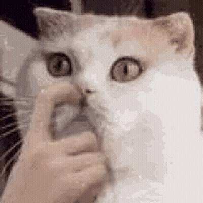 A Person Is Petting A White Cat With Their Finger In Its Nose . GIF