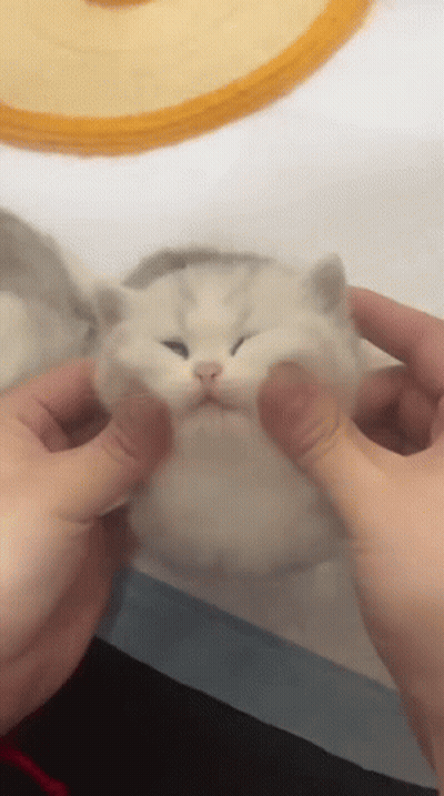 A Person Is Petting A White Cat With Their Hands GIF