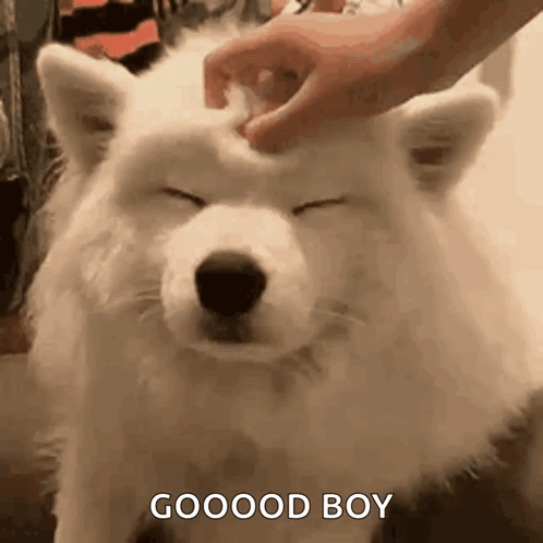 A Person Is Petting A White Dog 'S Head With Their Hand . GIF
