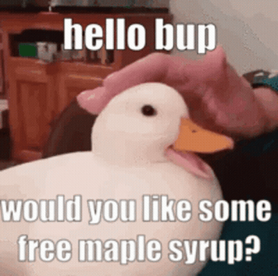 A Person Is Petting A White Duck With The Words `` Hello Bup Would You Like Some Free Maple Syrup? '' GIF