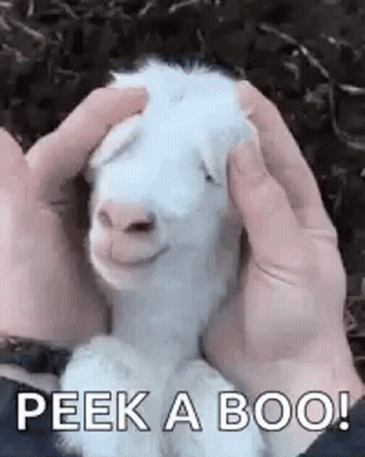 A Person Is Petting A White Goat With Their Hands And It Is Smiling . GIF