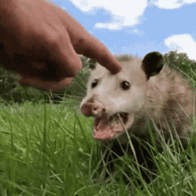 A Person Is Petting An Opossum In A Field Of Grass . GIF