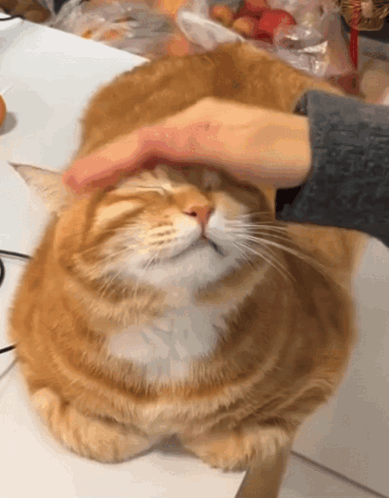 A Person Is Petting An Orange Cat 'S Head With Their Hand GIF