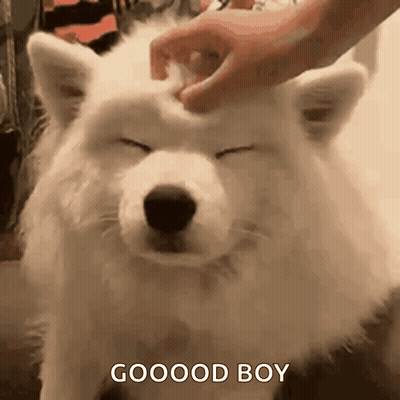 a person is petting the head of a white dog .