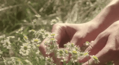 A Person Is Picking Daisies In A Field Of Grass . GIF
