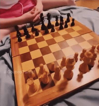 A Person Is Playing A Game Of Chess With A Goated Turtle1 Watermark GIF