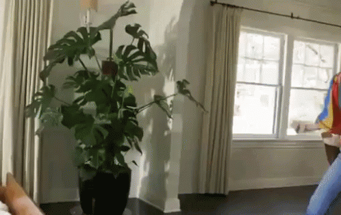 A Person Is Playing A Guitar In A Living Room With A Potted Plant In The Corner . GIF