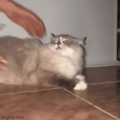 A Person Is Playing With A Cat On The Floor . GIF