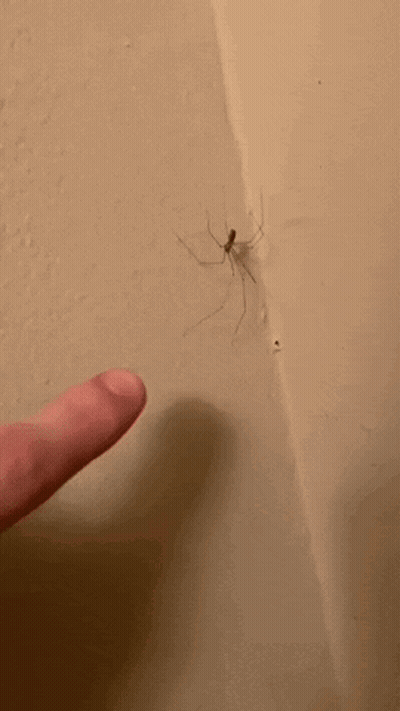 A Person Is Pointing To A Spider On A Wall . GIF