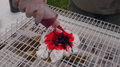 A Person Is Pouring Red And Blue Dye On A Piece Of Cloth With A Newspaper In The Background That Says ' Hier ' GIF