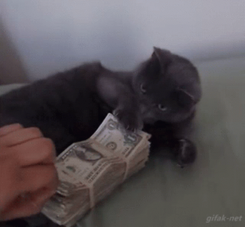 A Person Is Putting Money In A Cat 'S Paw GIF