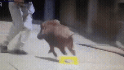 A Person Is Standing Next To A Pig That Is Running On A Concrete Surface . GIF