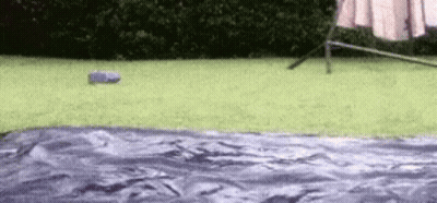 A Person Is Standing On A Lawn With A Purple Tarp On The Ground . GIF