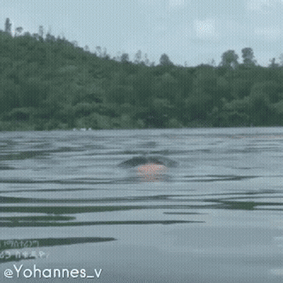 A Person Is Swimming In A Lake Surrounded By Trees . GIF