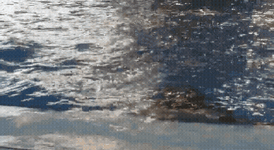 A Person Is Swimming In A Pool With A Blurred Background GIF