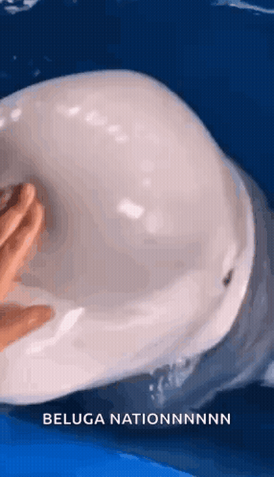 A Person Is Touching A Beluga Whale 'S Head In The Ocean . GIF