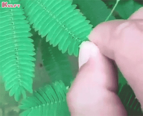 A Person Is Touching A Green Plant With Their Fingers GIF
