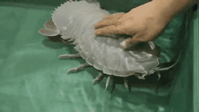 A Person Is Touching A Large Jellyfish In A Tank Of Water GIF