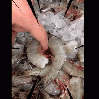 A Person Is Touching A Shrimp With Their Finger . GIF