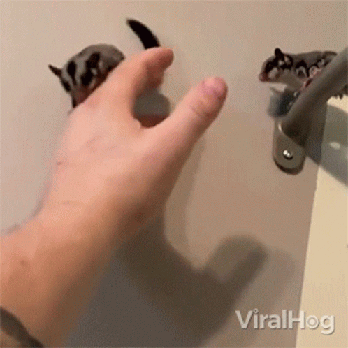 A Person Is Touching A Sugar Glider With Their Finger . GIF