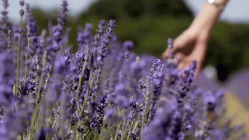 A Person Is Touching Purple Flowers In A Field . GIF