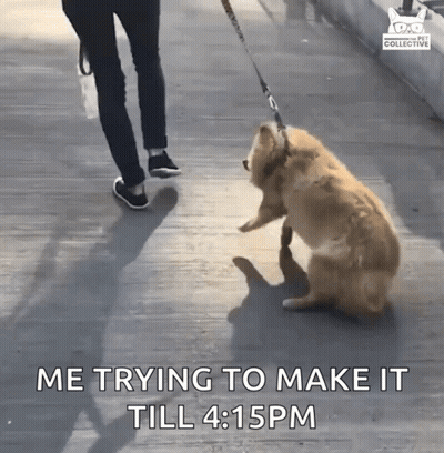 A Person Is Walking A Dog On A Leash And The Dog Is Sitting Down GIF