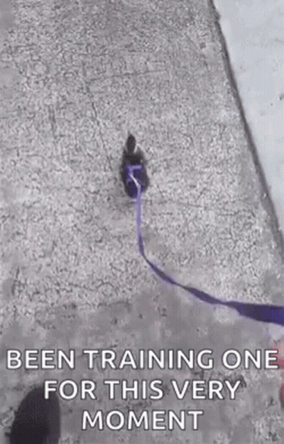 A Person Is Walking A Dog On A Leash With A Purple Ribbon . GIF