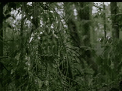 A Person Is Walking Through A Lush Green Forest . GIF