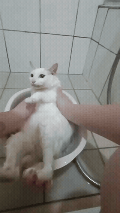 A Person Is Washing A White Cat In A Bath Tub . GIF
