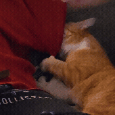 A Person Laying On A Couch With A Cat And A Hollister Shirt On GIF