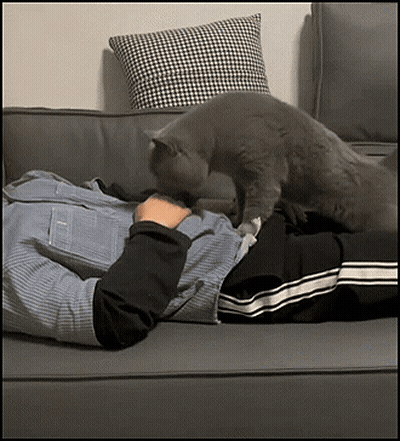 A Person Laying On A Couch With A Cat Licking Their Chest GIF