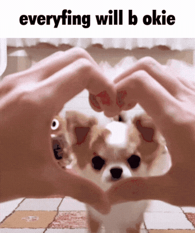 A Person Making A Heart Shape With Their Hands In Front Of A Chihuahua GIF