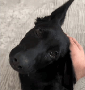 A Person Petting A Black Dog 'S Head With Their Hand GIF