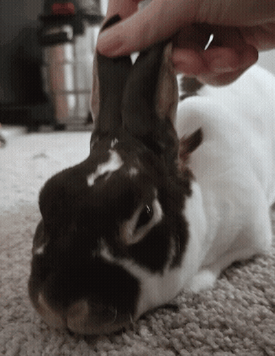A Person Petting A Brown And White Rabbit On A Carpet GIF