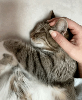 A Person Petting A Cat 'S Head With Their Hand GIF
