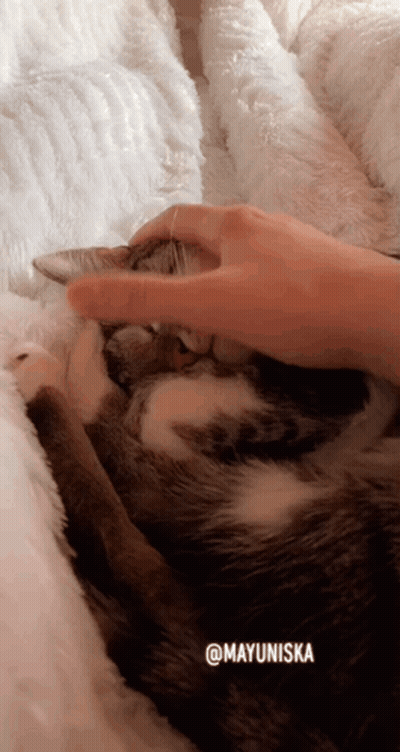 A Person Petting A Cat With The Hashtag Mayuniska On The Bottom GIF