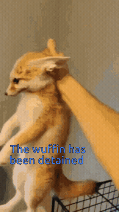 A Person Petting A Cat With The Words The Wuffin Has Been Detained Below It GIF