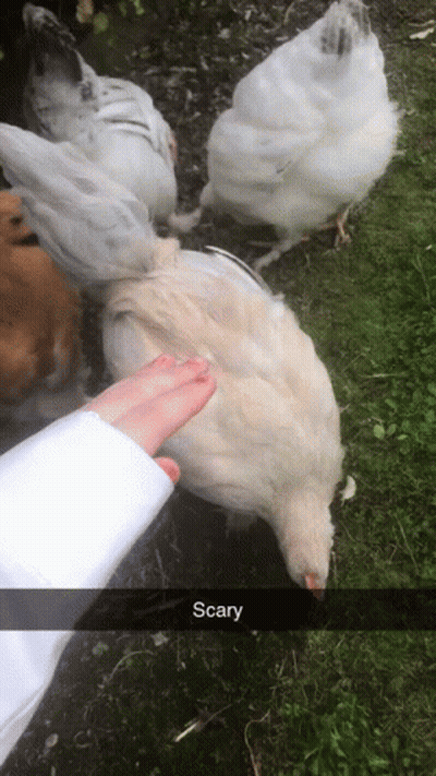A Person Petting A Chicken With The Word Scary Written Below It GIF