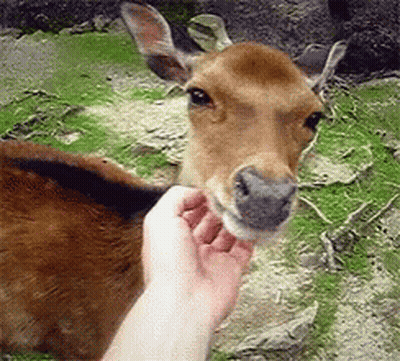 A Person Petting A Deer 'S Nose With Their Hand GIF